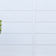 Illustration for article titled Eight Plant Alternatives For Plant Murderers, None of Which Are Silk Flowers